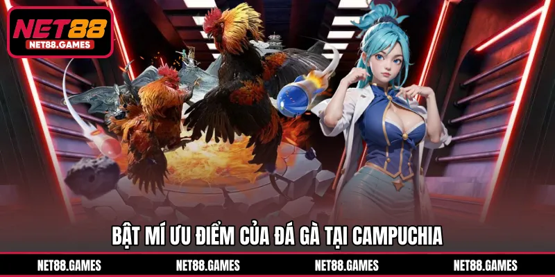 Bật mí ưu điểm của đá gà tại Campuchia