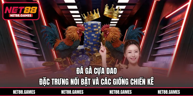 Đá Gà Cựa Dao - Đặc Trưng Nổi Bật Và Các Giống Chiến Kê