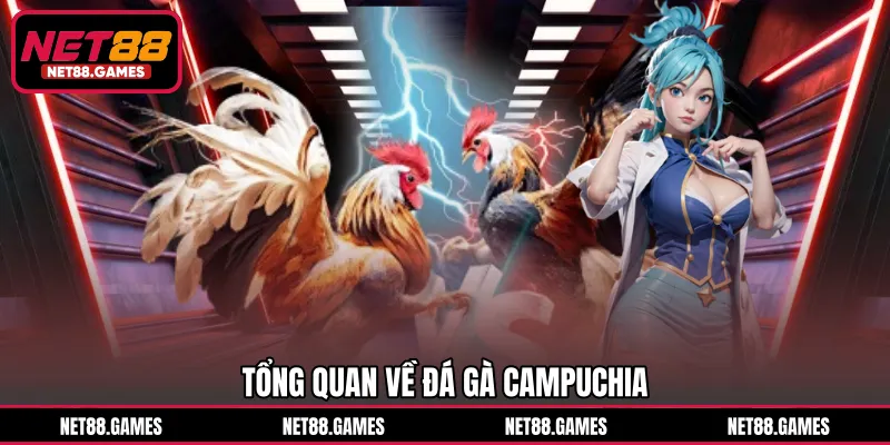 Tổng quan về đá gà Campuchia